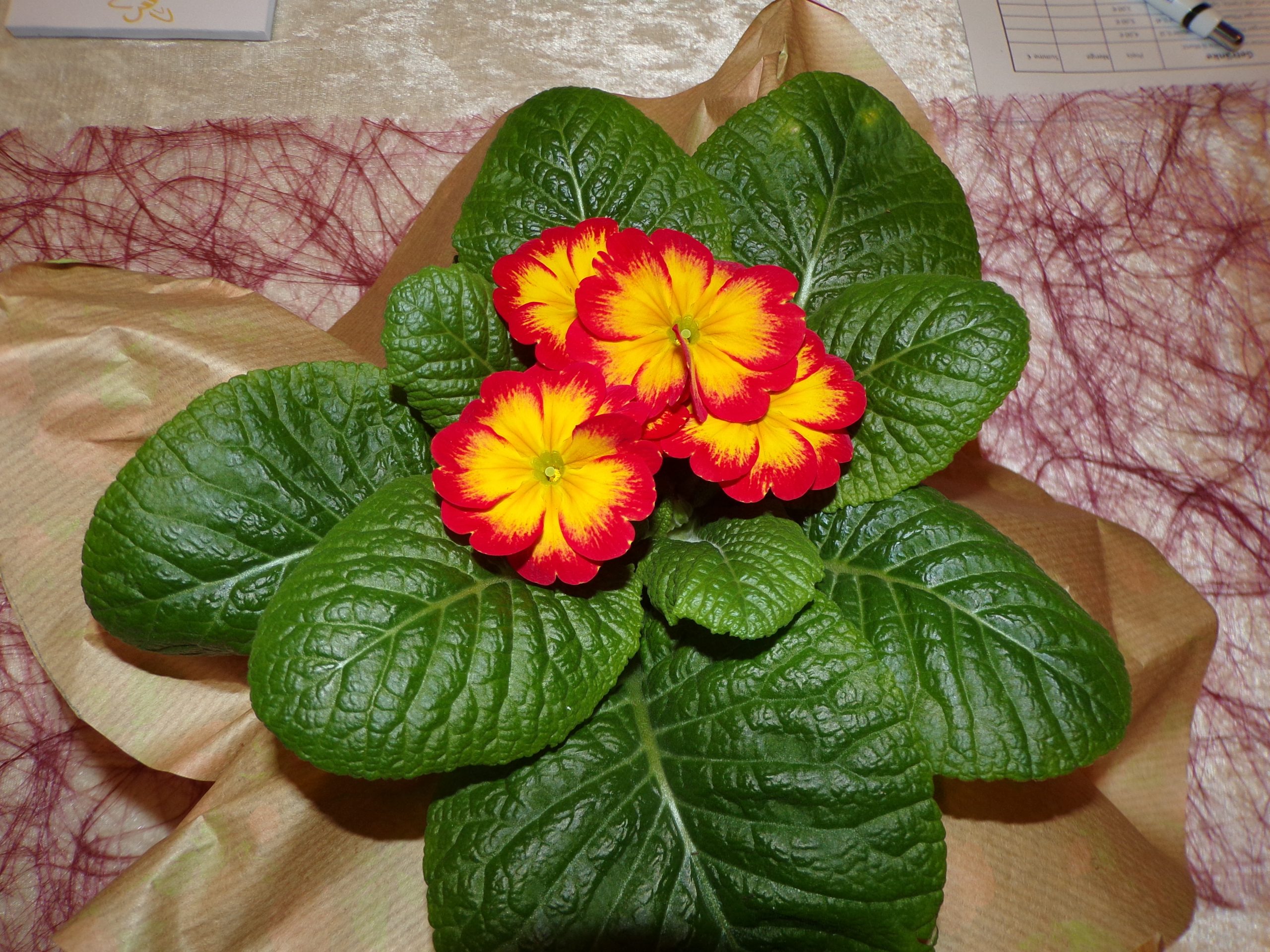 KODAK Digital Still Camera