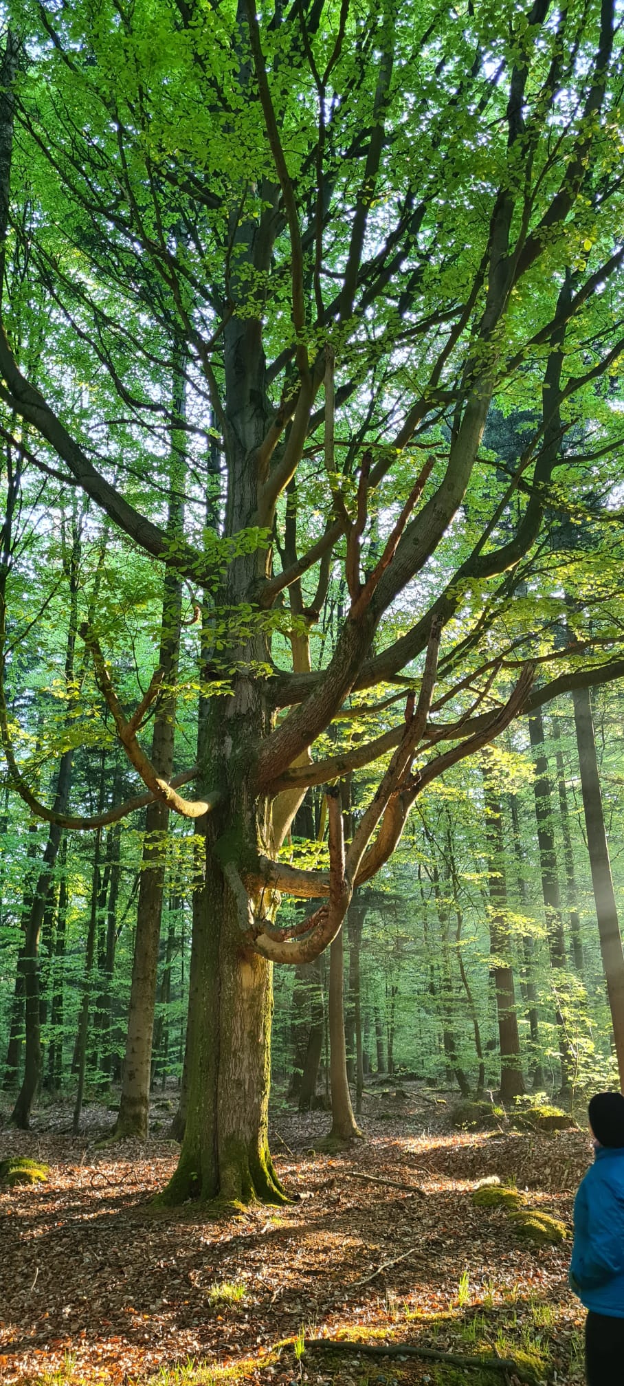 Baum groß Baum groß