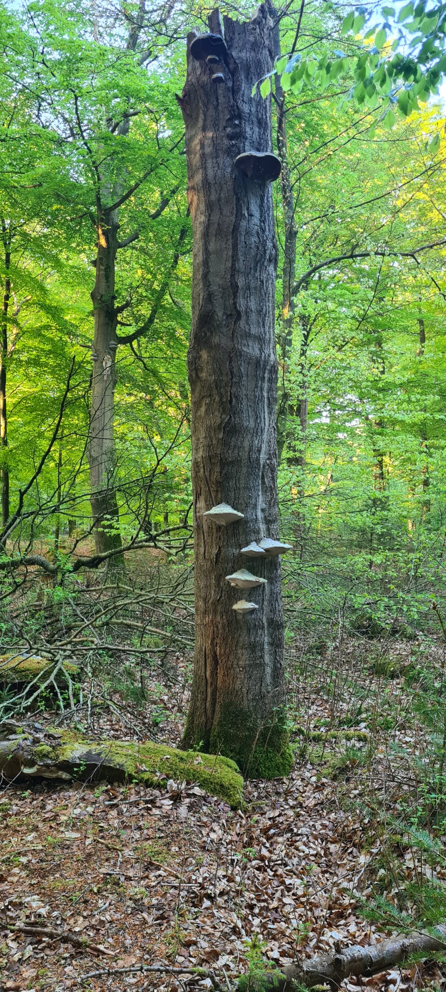 Baum mit Pilzen Baum mit Pilzen