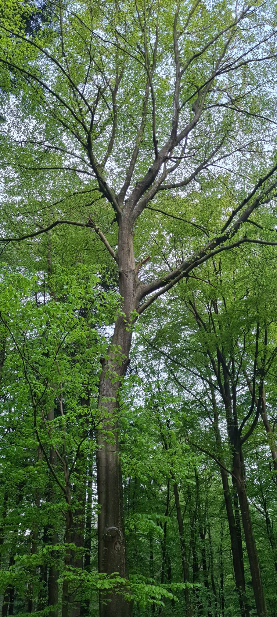 Baum Baum