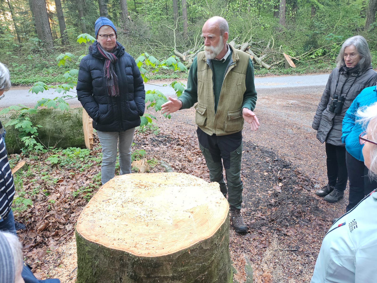 gefällter Baum gefällter Baum